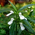 Home remedies for common cold leuca indica (thumba flower)
