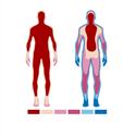 Facts on Human Body Temperature