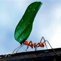 The story of an ant