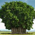 The Peepal Tree - King of Trees